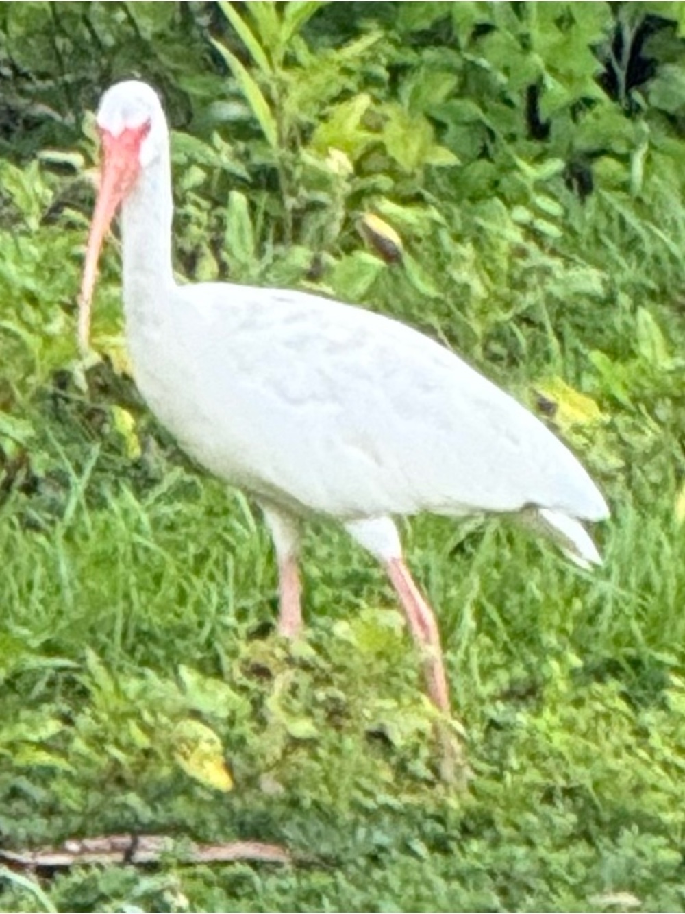 SMITH White Ibis Photography Print with Pink Bill Accents
